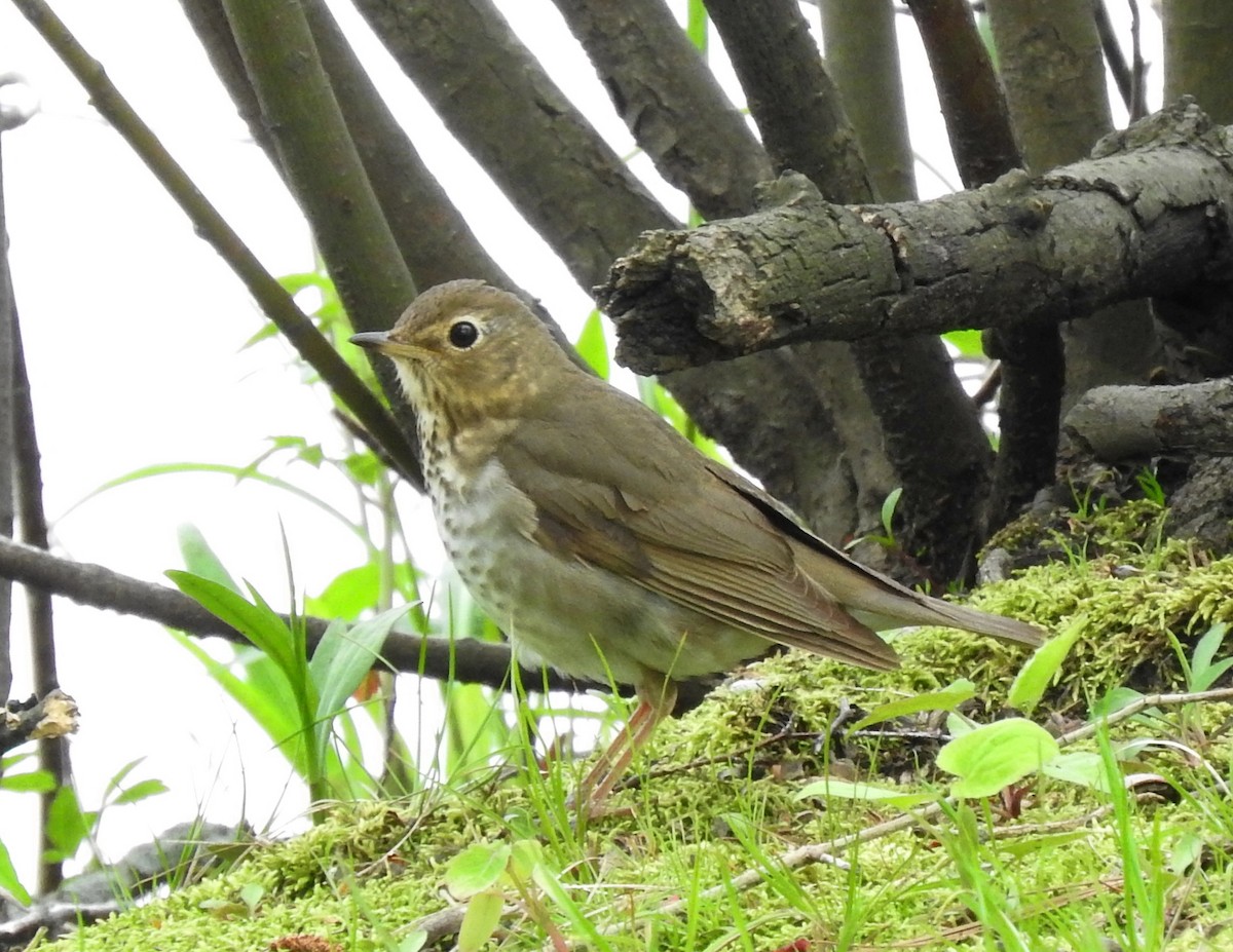 Swainson's Thrush - ML236512021