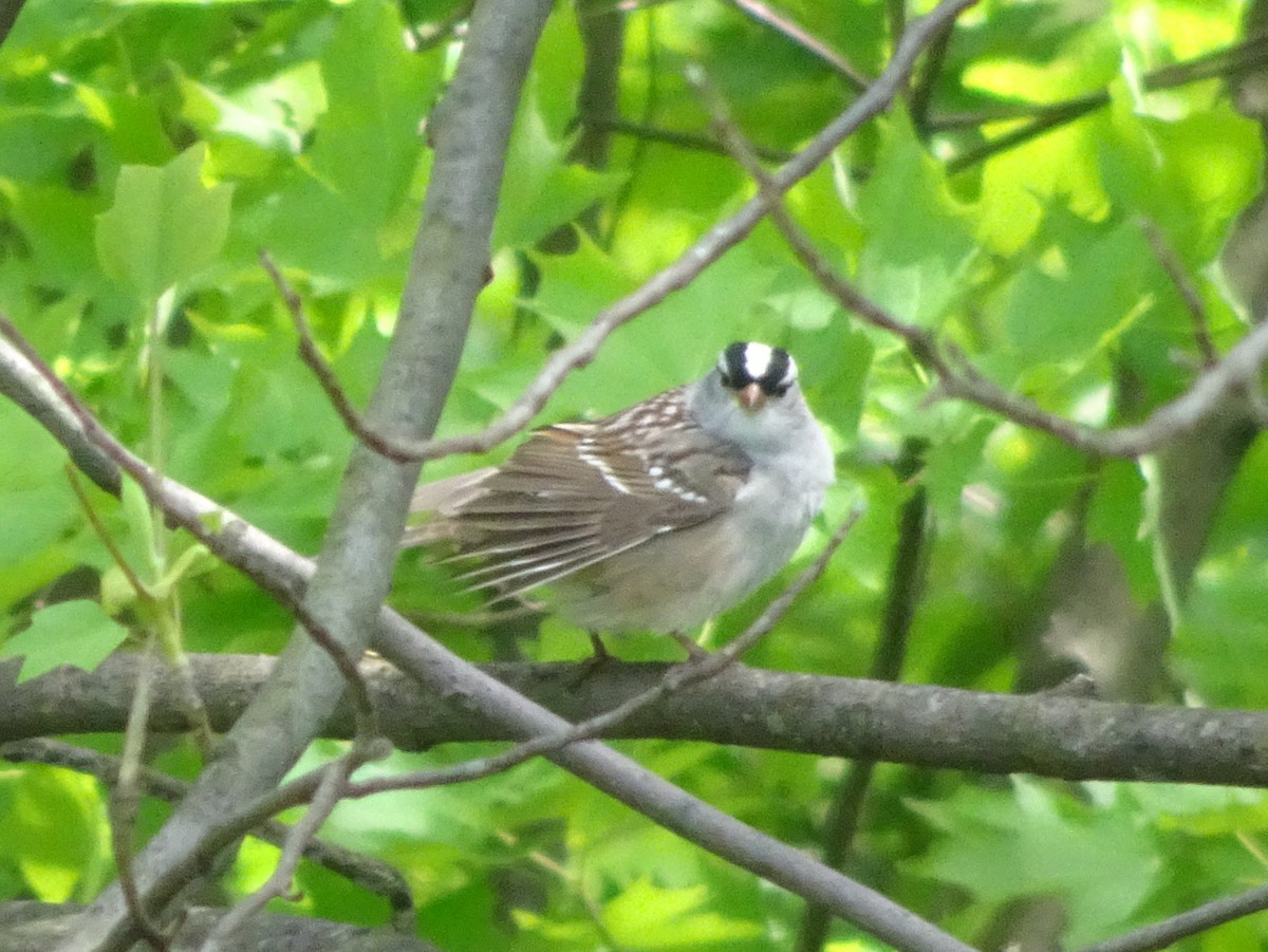White-crowned Sparrow - ML236512051