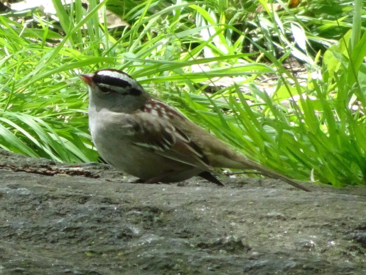 White-crowned Sparrow - ML236512061