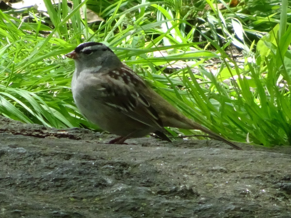 White-crowned Sparrow - ML236512071