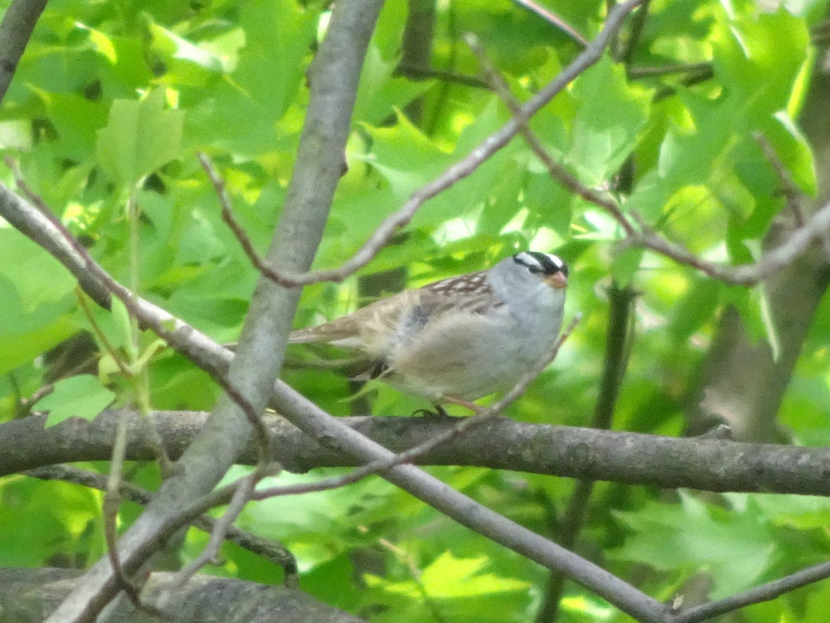 White-crowned Sparrow - ML236512081