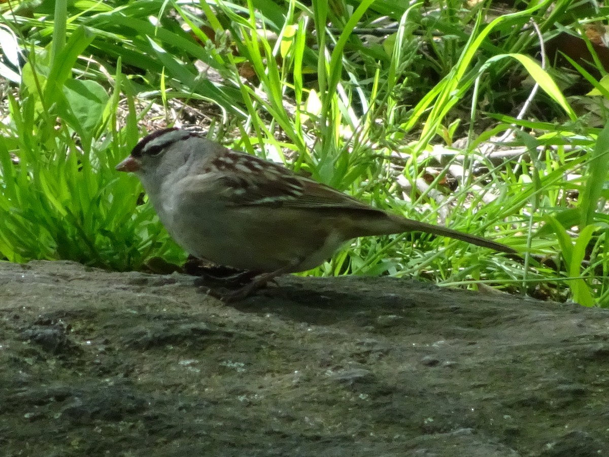 White-crowned Sparrow - ML236512111