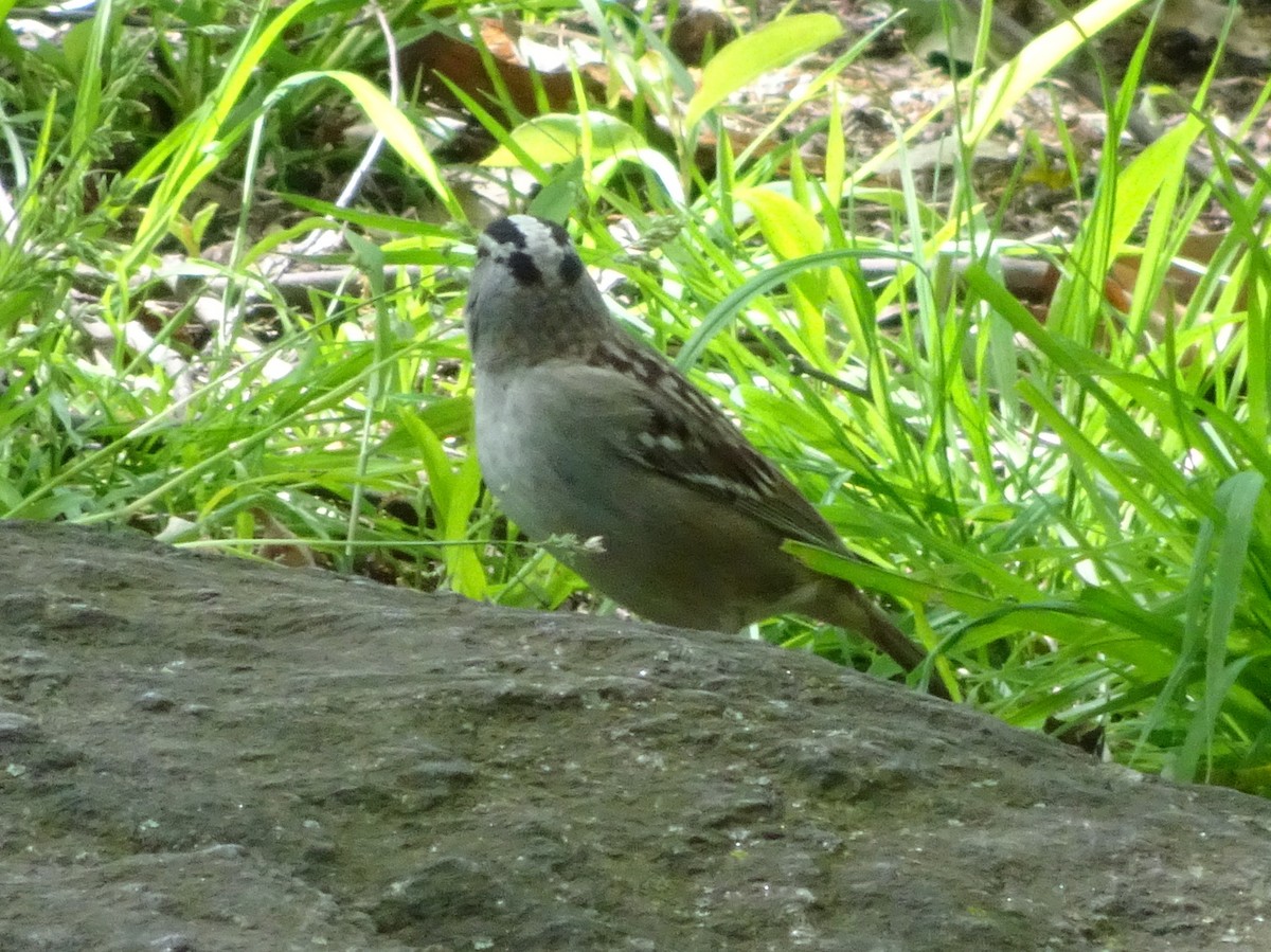 White-crowned Sparrow - ML236512121