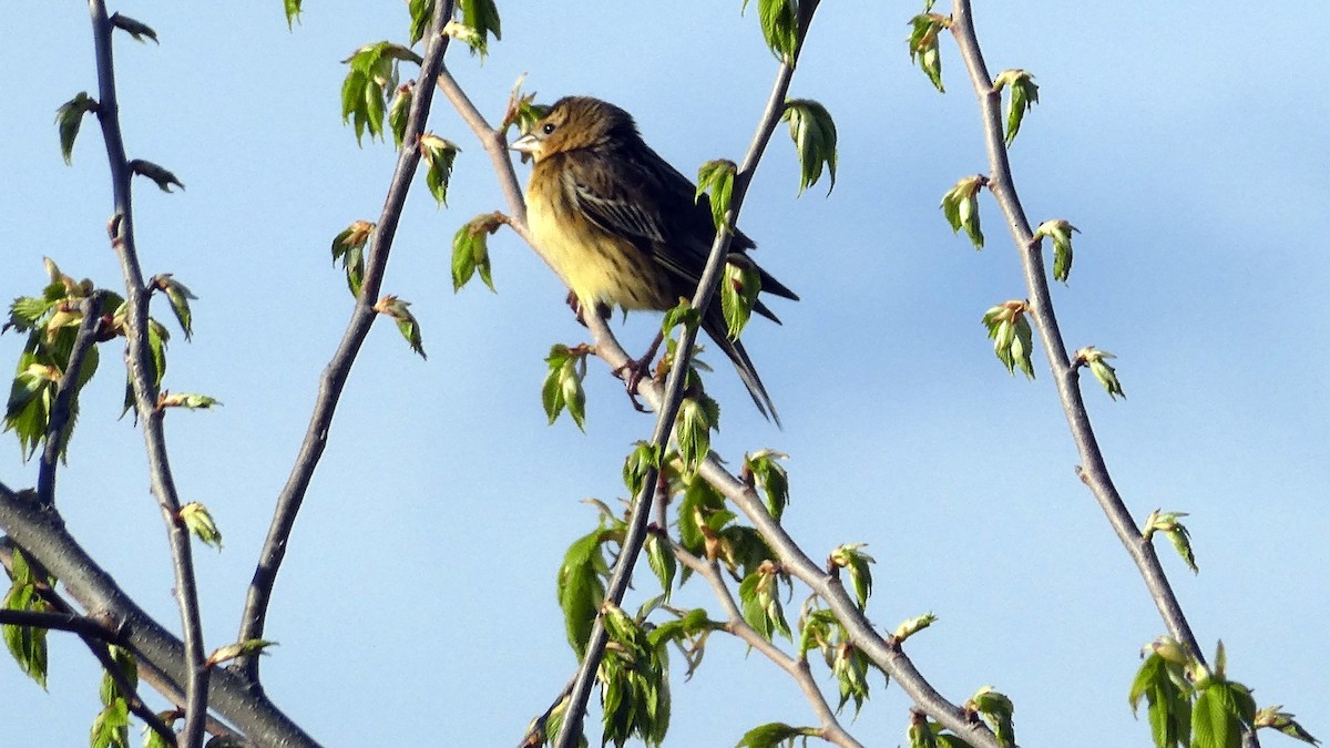 Bobolink - ML236512441