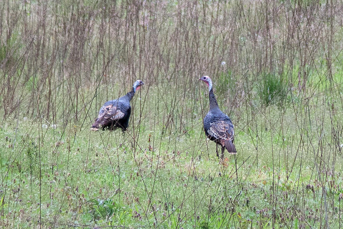 Wild Turkey - ML236513311