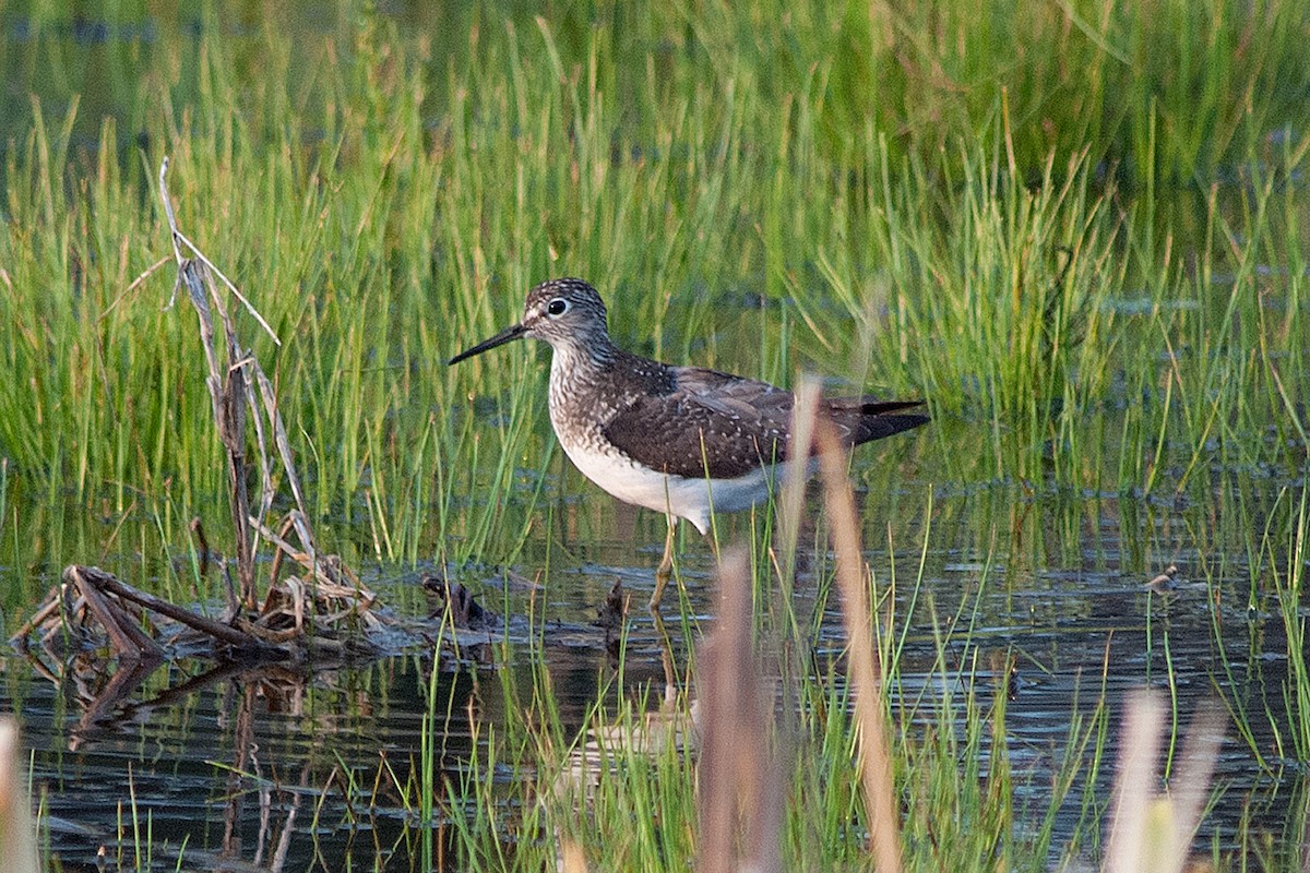 Solitary Sandpiper - ML236513321