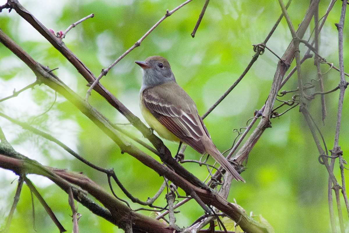 Great Crested Flycatcher - ML236513371