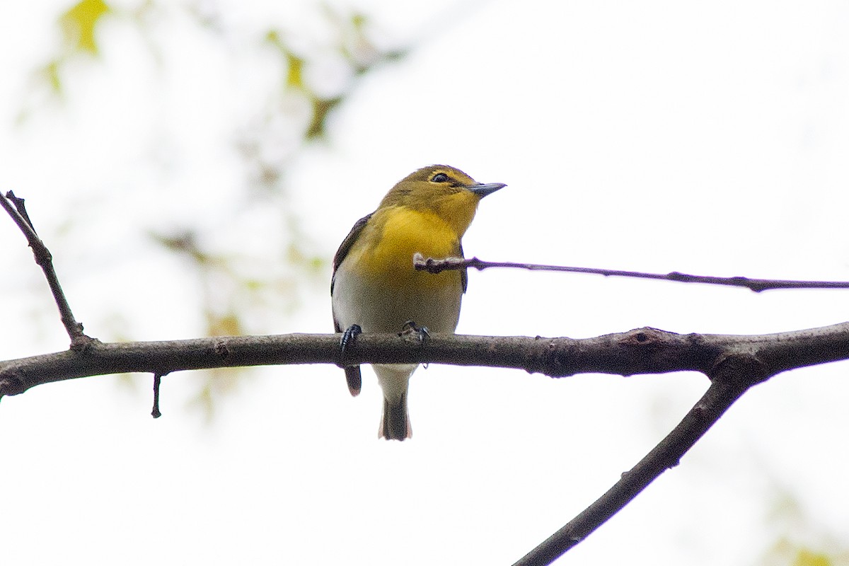 Yellow-throated Vireo - ML236513381