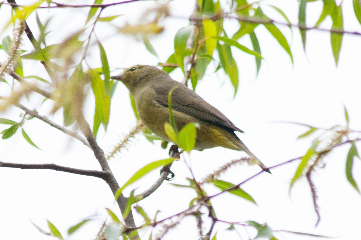 Orange-crowned Warbler - ML236513461