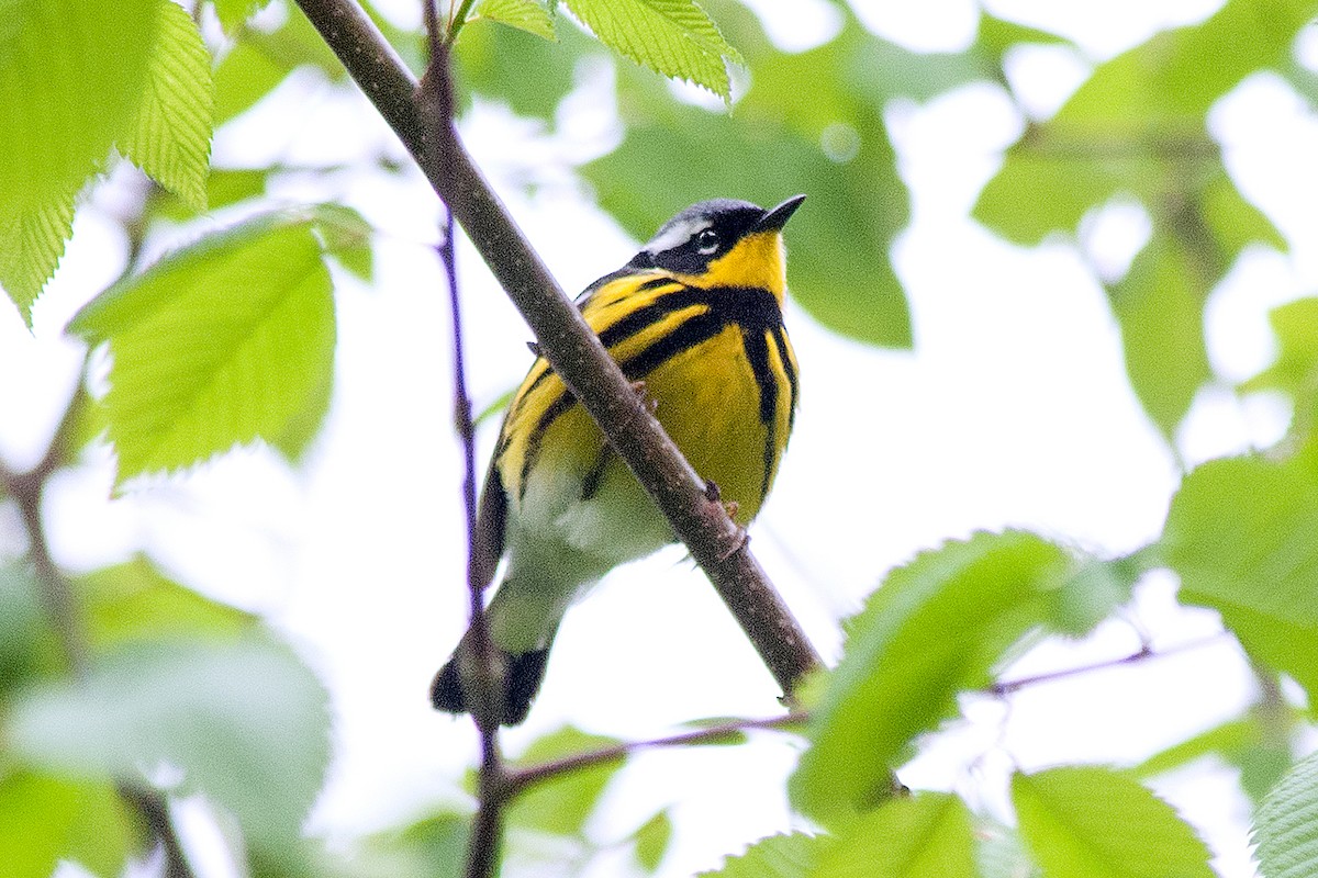 Magnolia Warbler - ML236513501