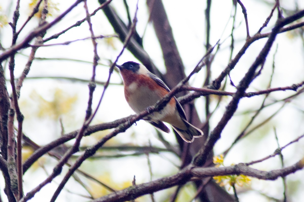 Bay-breasted Warbler - ML236513561