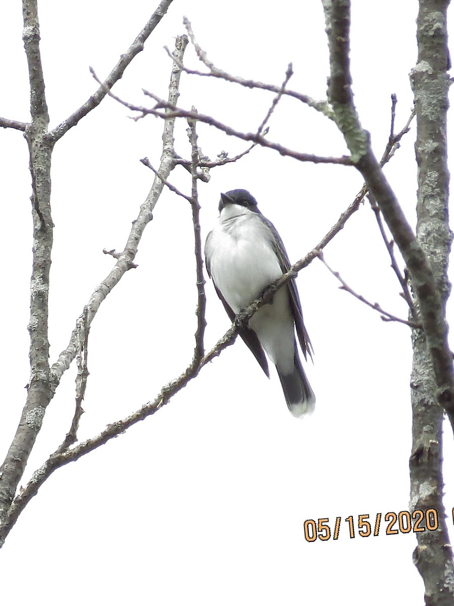 Schieferrücken-Königstyrann - ML236513571