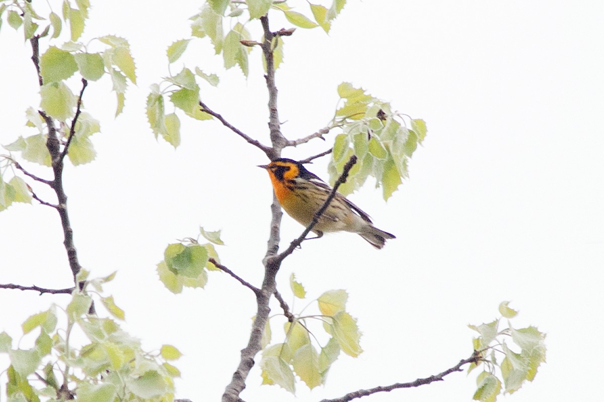 Blackburnian Warbler - ML236513631