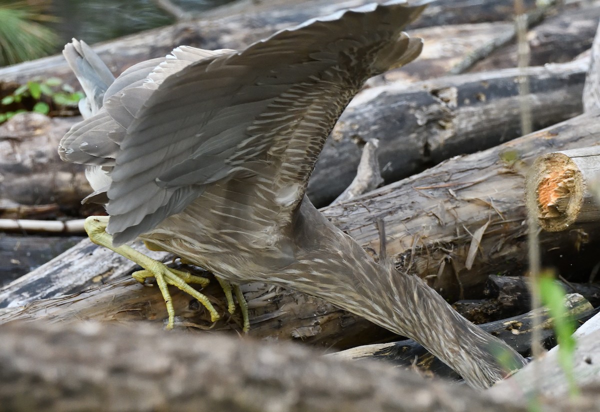 Black-crowned Night Heron - Matthew Garvin