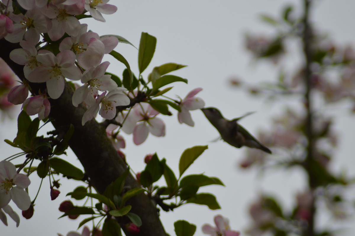 ノドアカハチドリ - ML236514291