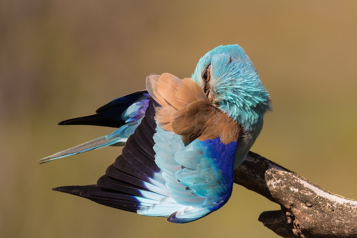 European Roller - Stefan Hirsch