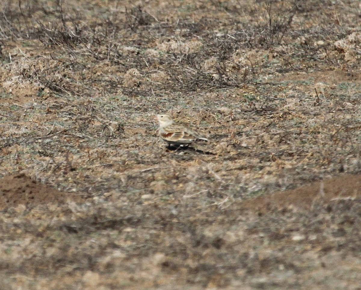 Thick-billed Longspur - Jeff Shenot