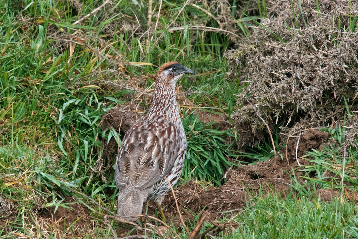 クロガオシャコ - ML236516231