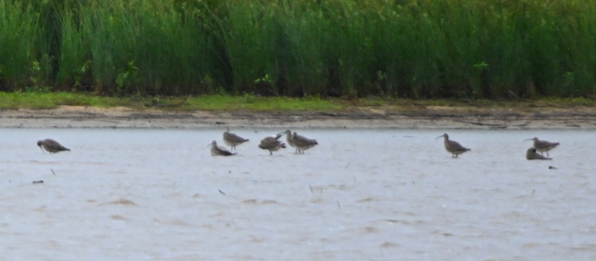 Whimbrel - ML236516391