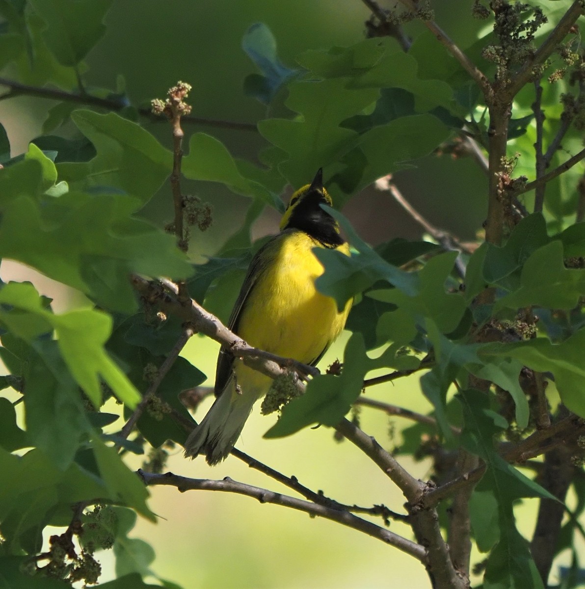 Hooded Warbler - Cheryl/Jeff Heikoop