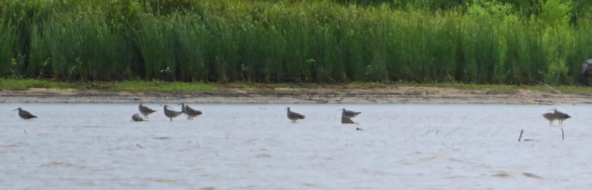 Whimbrel - ML236516591