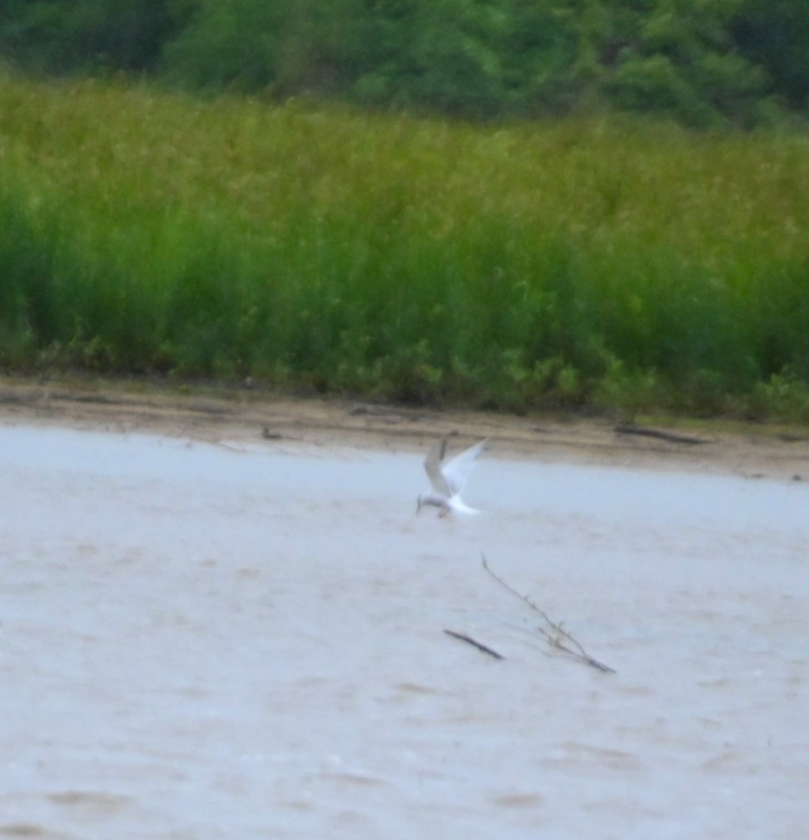 Common Tern - ML236516621