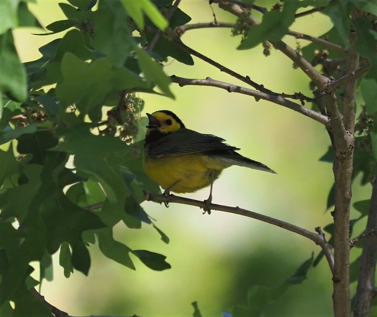 Hooded Warbler - ML236516631