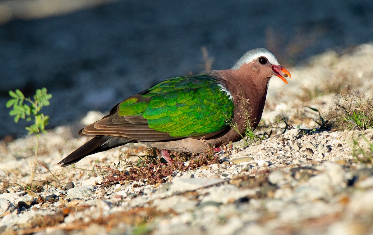 Asian Emerald Dove - ML236516711