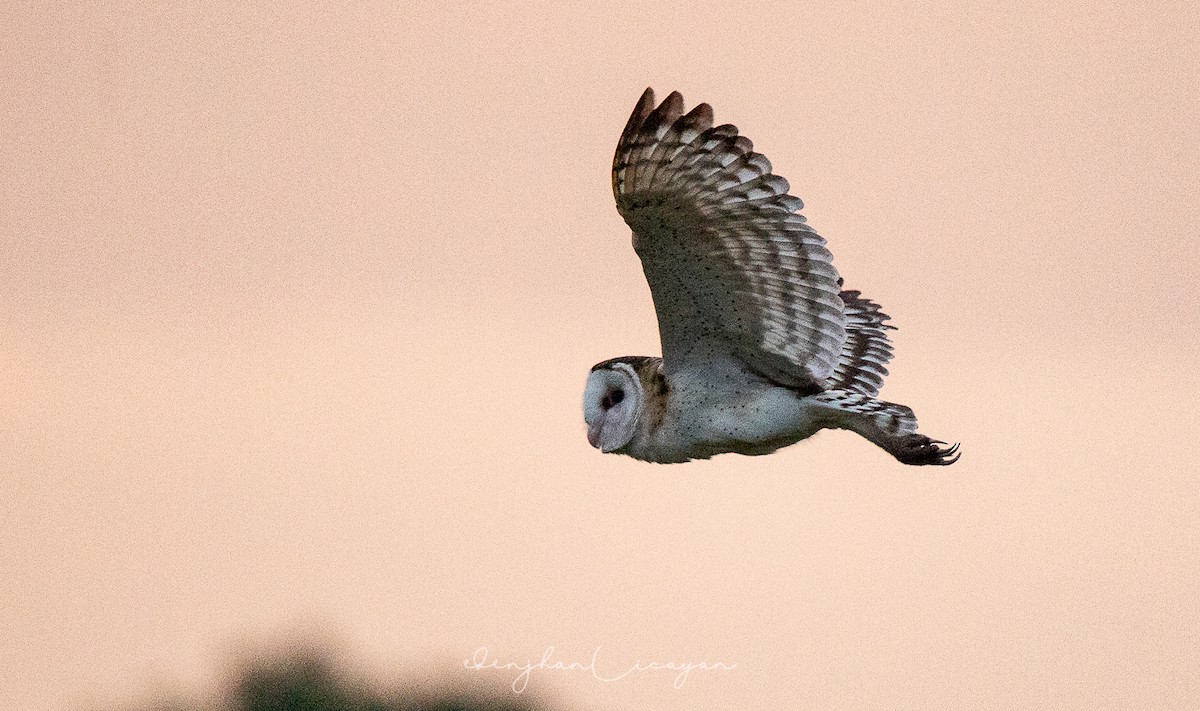 Australasian Grass-Owl - ML236516971