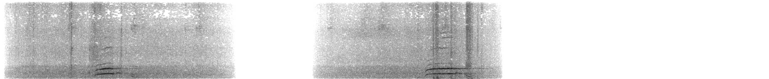 sovka štěkavá - ML236517551