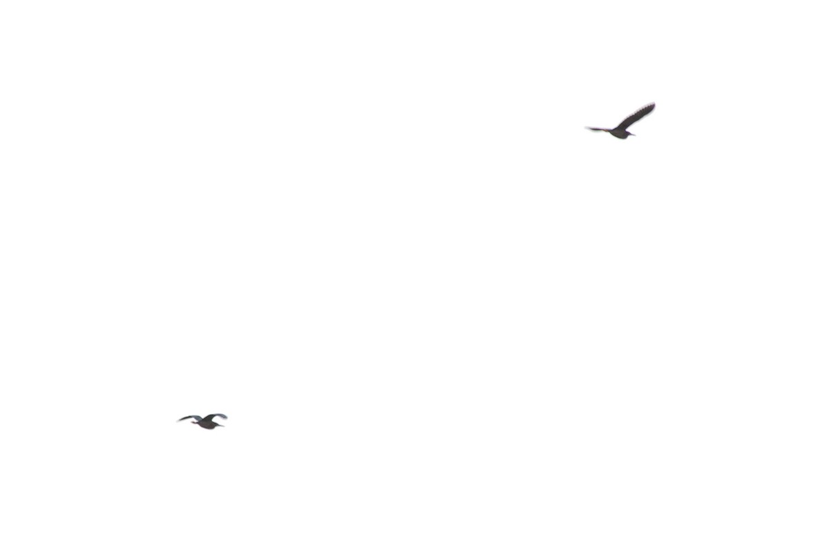 Green Heron - ML236517701