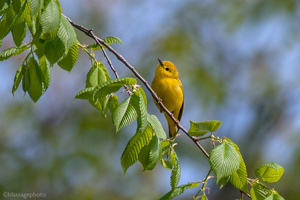 Northern Yellow Warbler - ML236517791