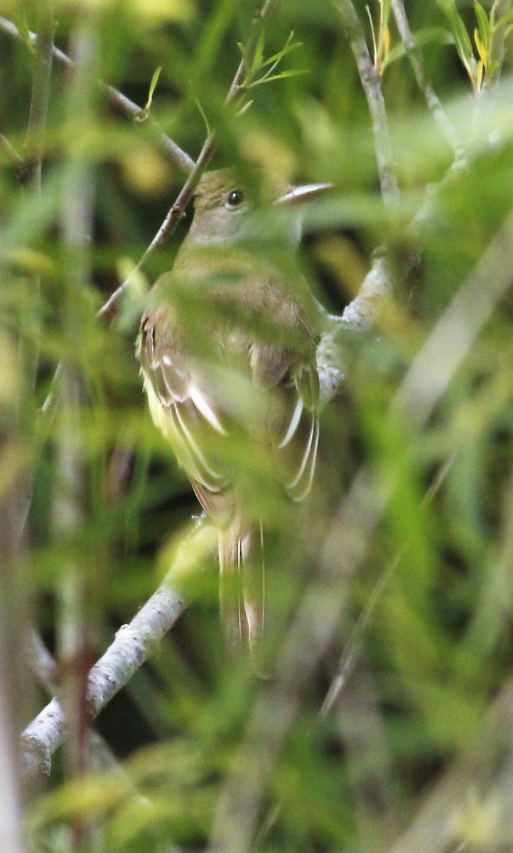 Great Crested Flycatcher - ML236518761
