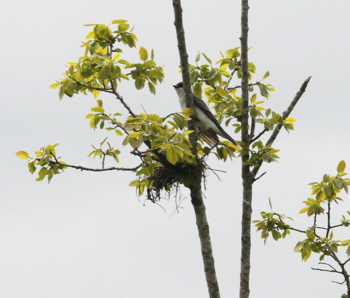 Eastern Kingbird - ML236518871