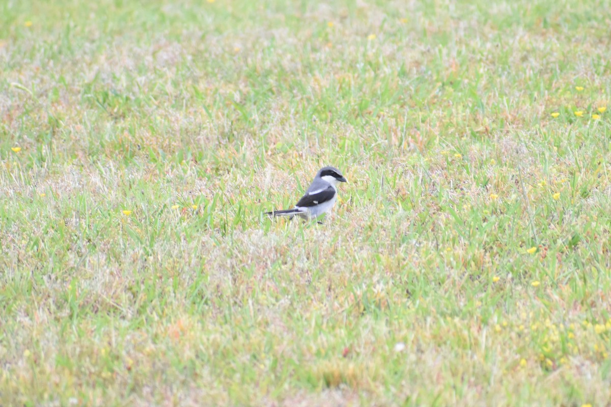 Loggerhead Shrike - ML236520921