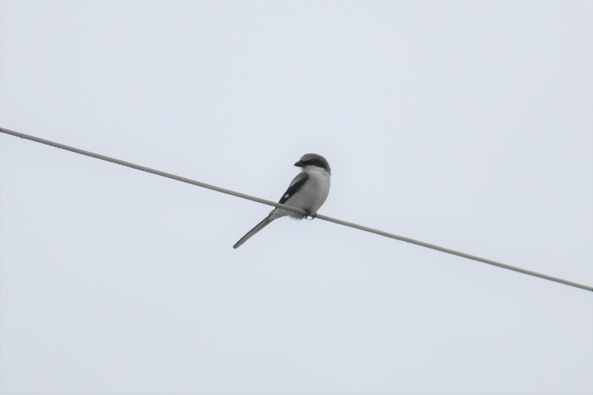 Loggerhead Shrike - ML236521211