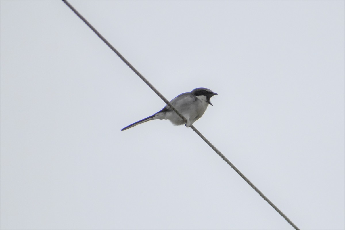 Loggerhead Shrike - ML236521221