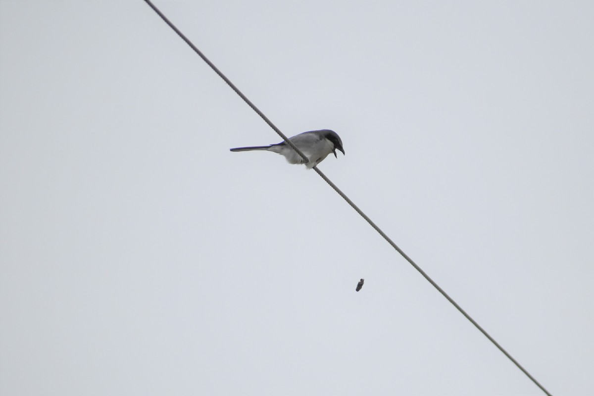 Loggerhead Shrike - ML236521231