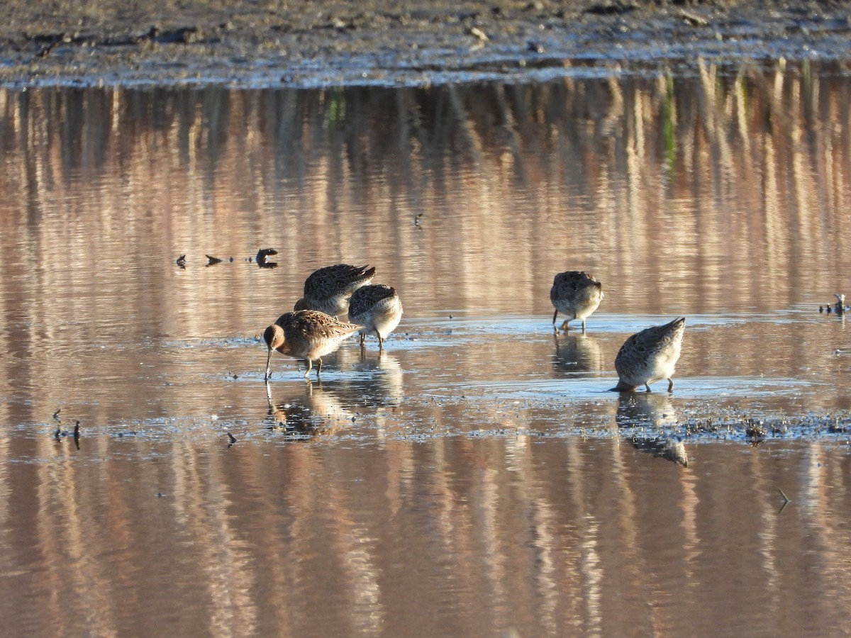 Short-billed Dowitcher - ML236521321