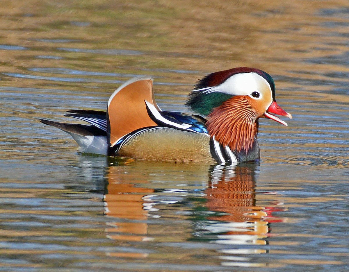 Mandarin Duck - Daniel Murphy