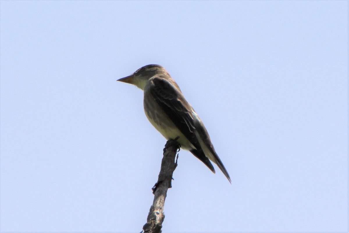 Olive-sided Flycatcher - ML236522531