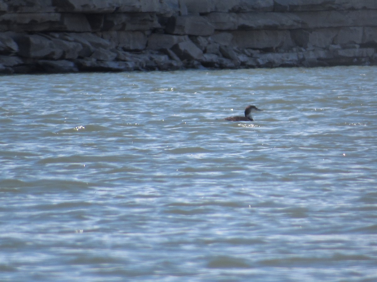 Common Loon - ML236522881