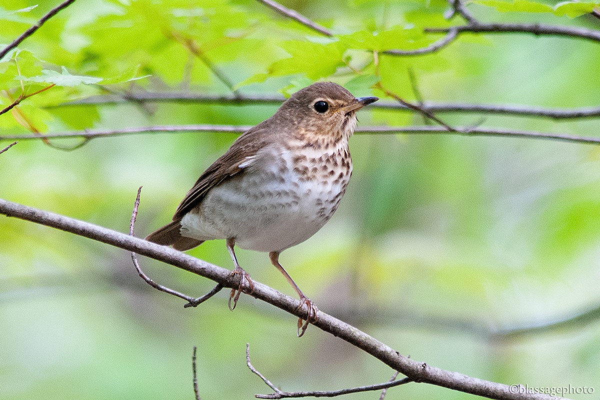 Swainson's Thrush - ML236522941