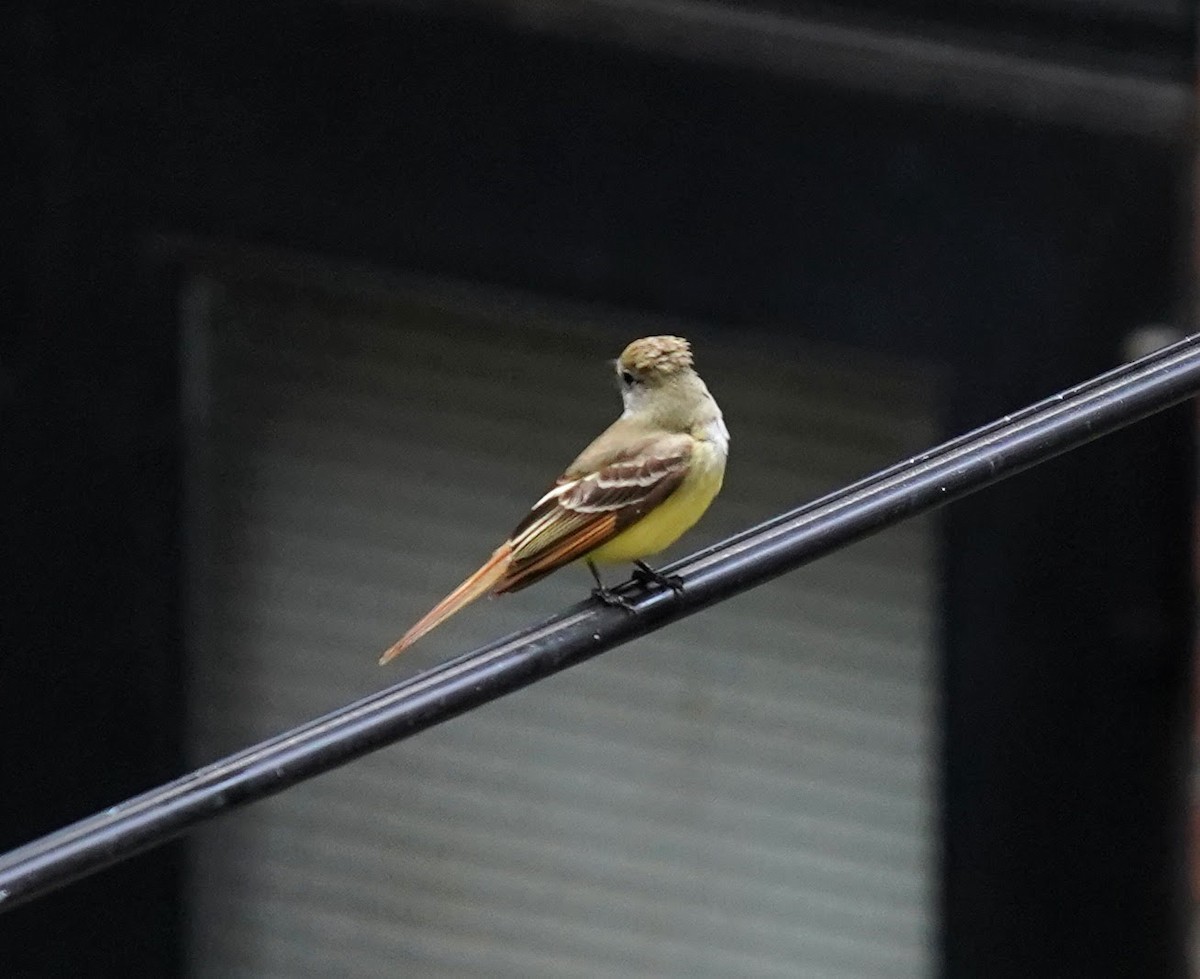 Great Crested Flycatcher - ML236523551