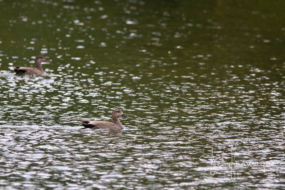 Gadwall - ML236524091