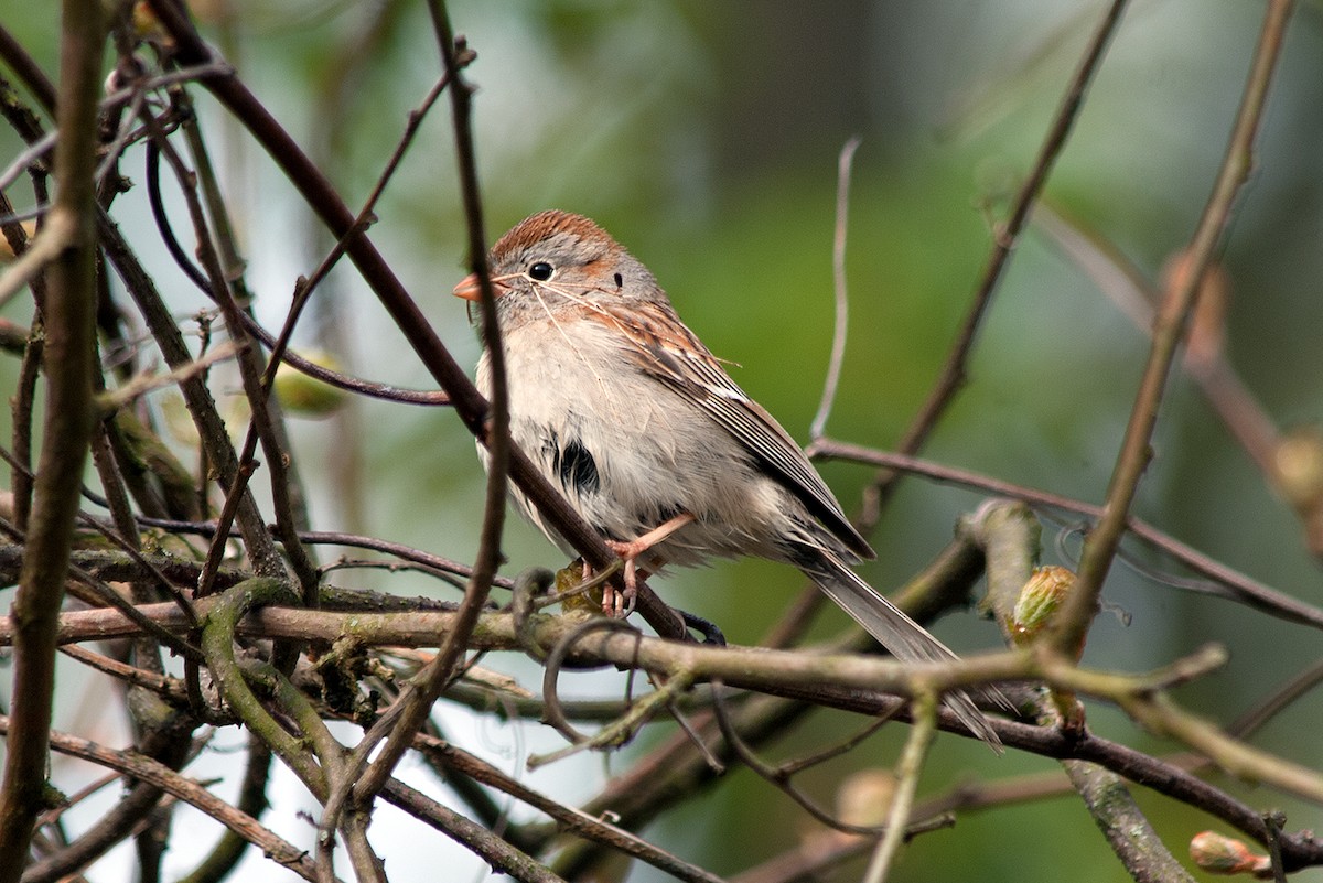 Field Sparrow - ML236524411