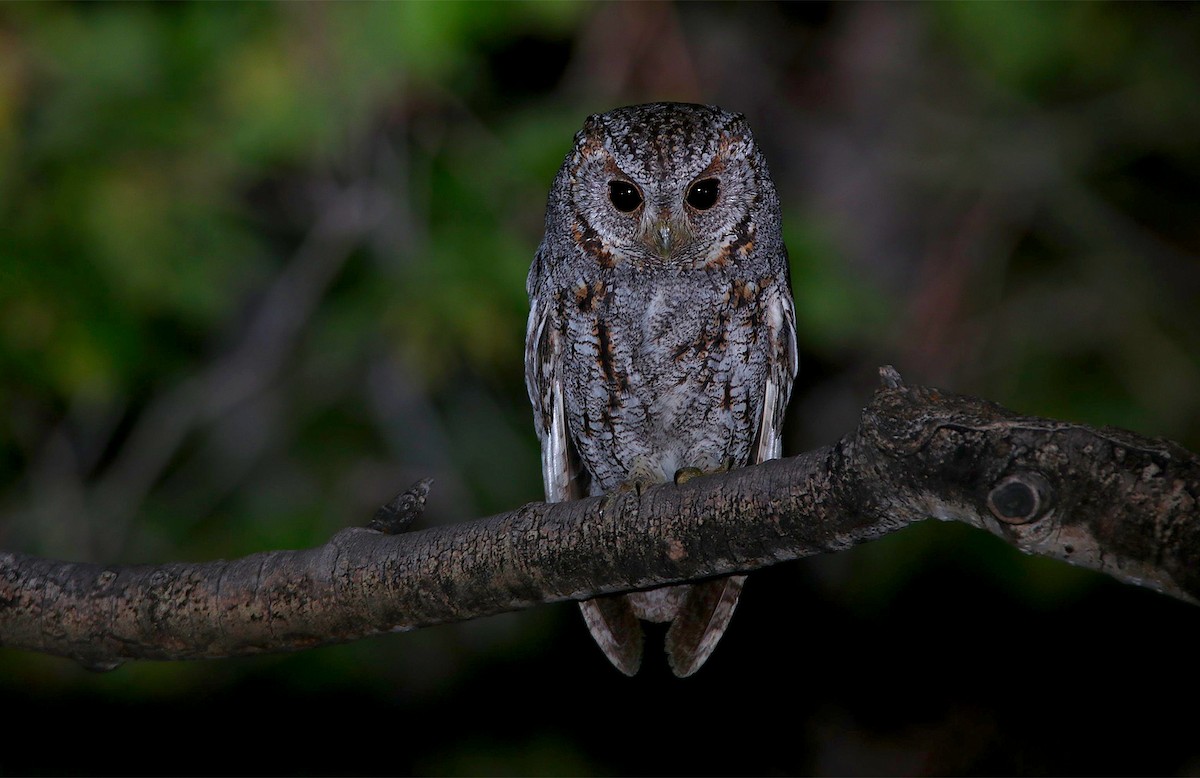 Flammulated Owl - ML236524521