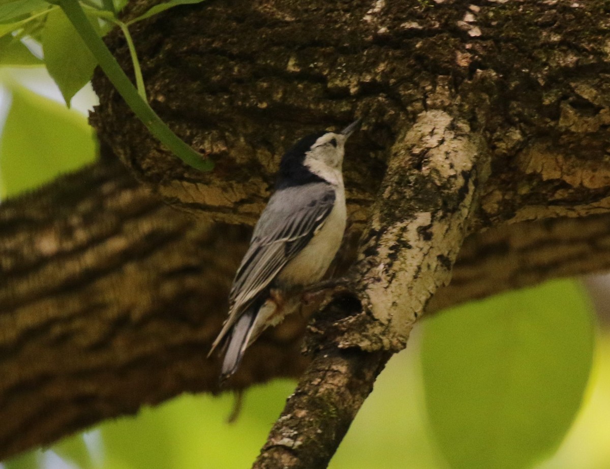 White-breasted Nuthatch - ML236524971