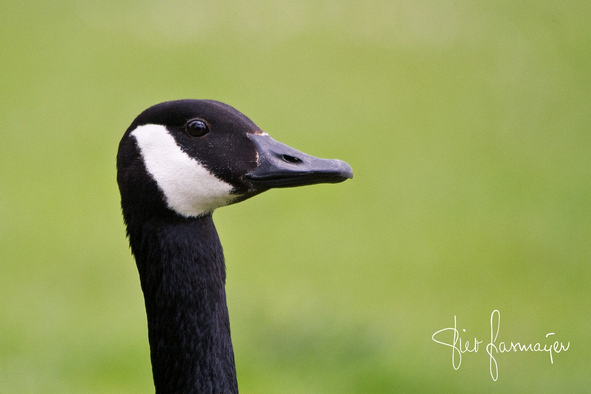 Canada Goose - Piet Grasmaijer