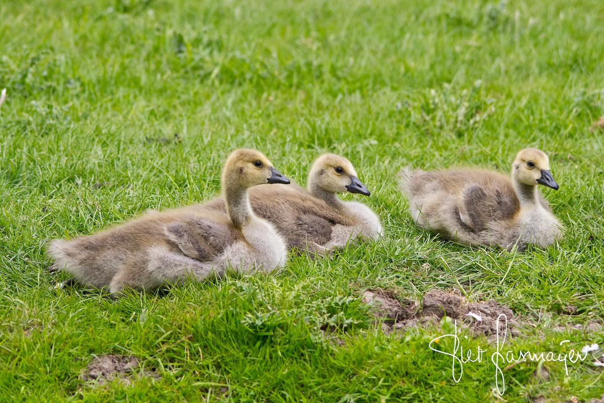 Canada Goose - Piet Grasmaijer